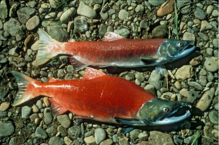 male-and-female-red-salmon-oncorhynchus-nerka-725x483.jpg